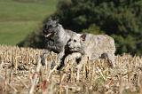 BOUVIER DES ARDENNES 227